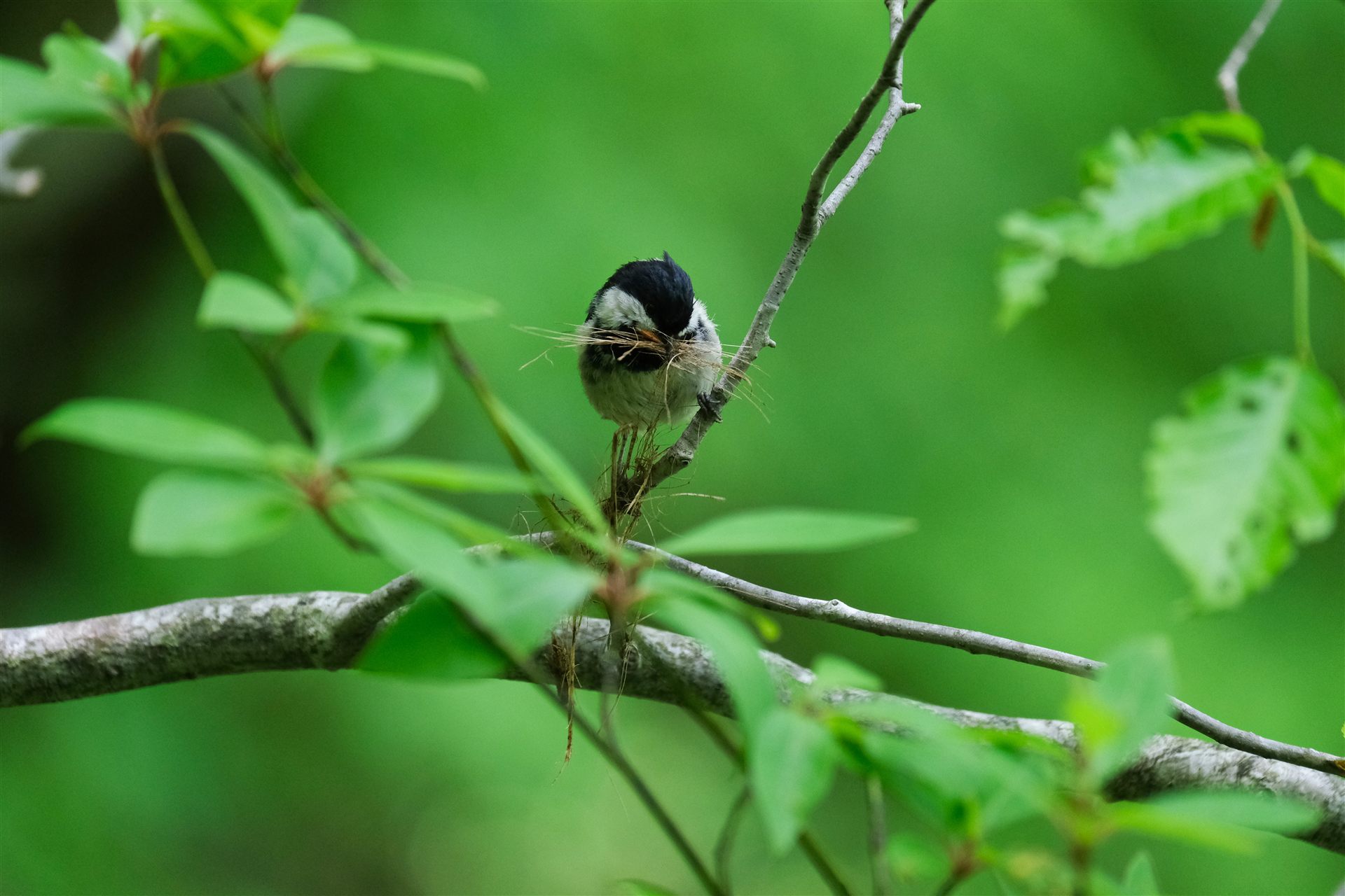 緑の葉に囲まれた枝にとまり、巣材をくわえる鳥